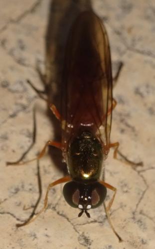 Sargus bipunctatus